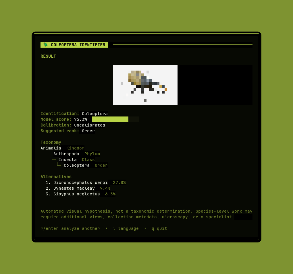 Resultado no terminal com prévia pixelada de um besouro, score do modelo, árvore taxonômica e candidatos alternativos.