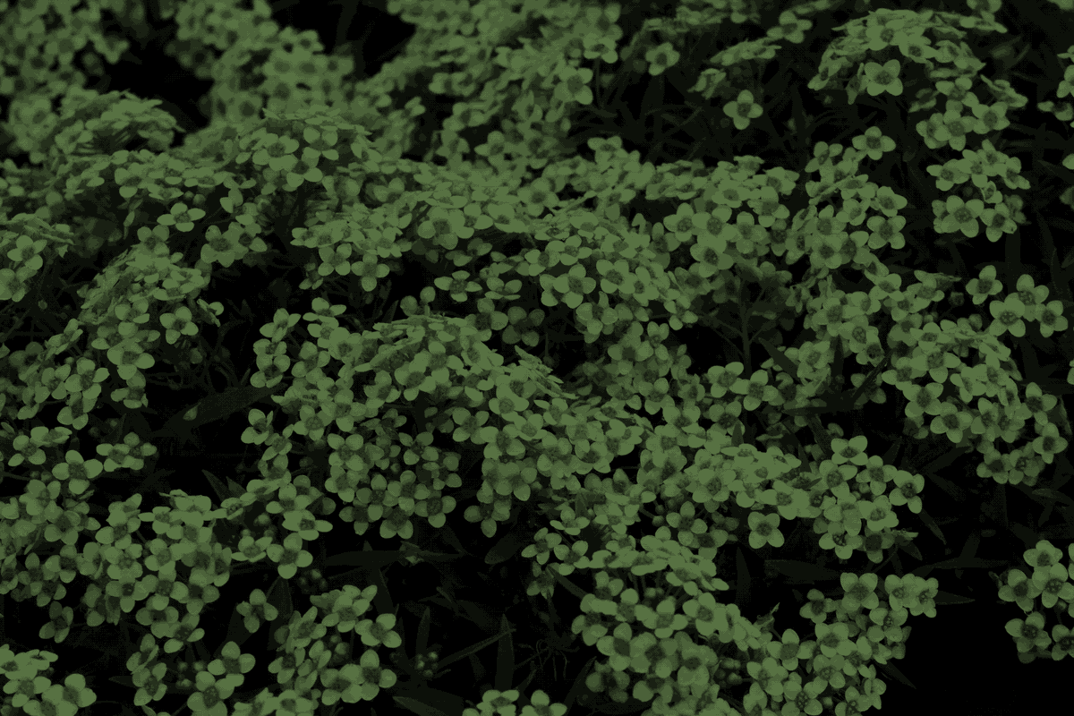 Campo de pequenas flores sobre folhagem, em tons de verde e preto com dithering Bayer.